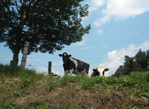 Cows at a Pennsylvania farm