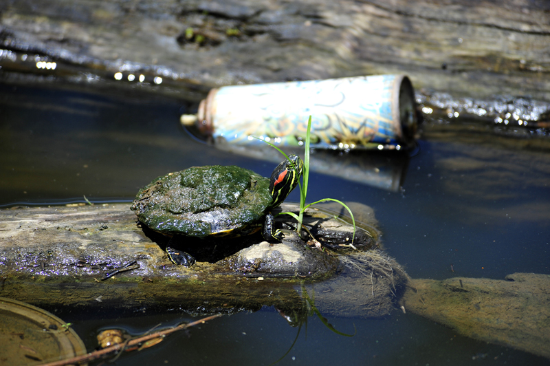 A young Eastern painted turtle, covered in algae, basks on some driftwood while a discarded spray paint can floats nearby in the Anacostia River.